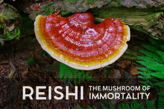 Reishi: ‘The Mushroom of Immortality’