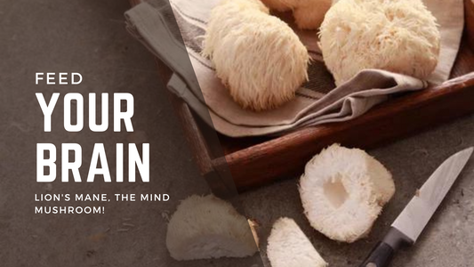 Lion's Mane: The Mushroom for Your Mind