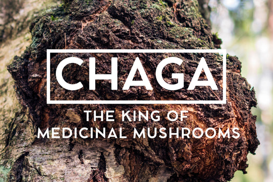 Chaga: The King of Medicinal Mushrooms