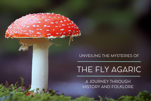 Unveiling the Mysteries of the Fly Agaric Mushroom: A Journey Through History and Folklore