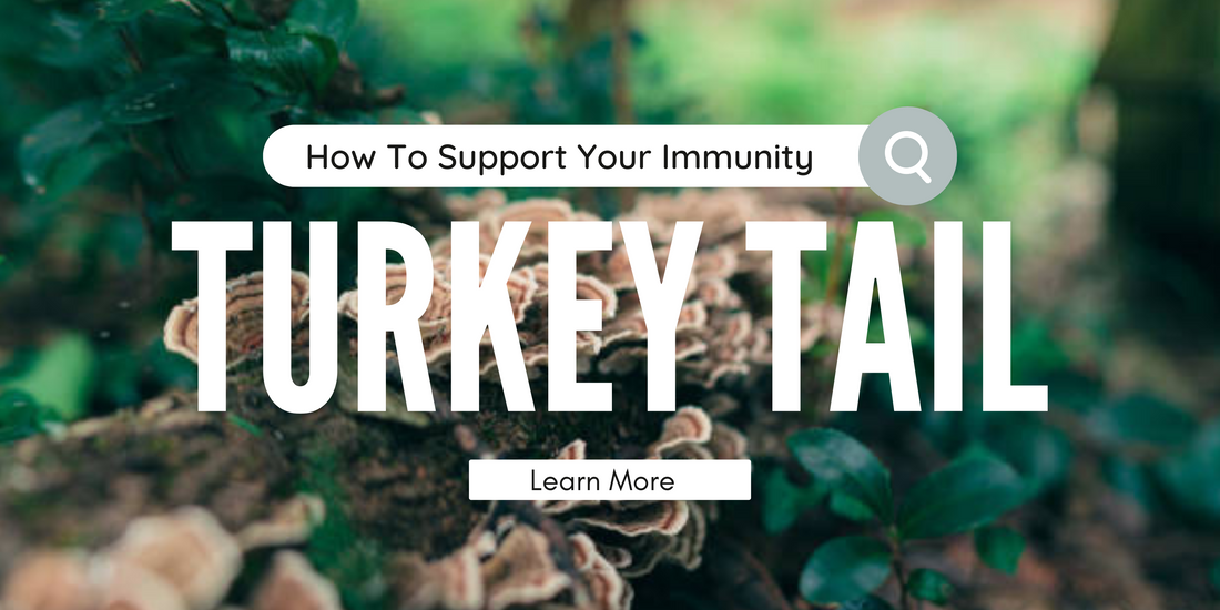 Turkey Tail Mushroom and Immune Support: Nature's Guardian